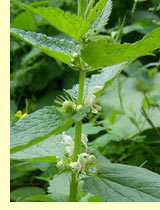 Яснотка белая, или глухая крапива (Lamium albut L.) Яснотка белая, или глухая крапива (Lamium albut L.)